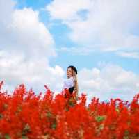 สวนดอกไม้ที่วิวสวยที่สุด | ม่อนแจ่ม ~ เชียงใหม่