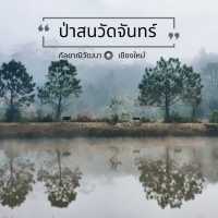 ป่าสนวัดจันทร์​