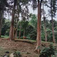 Sungai Sendat - Genting Highland, Malaysia