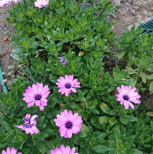 台北花博公園