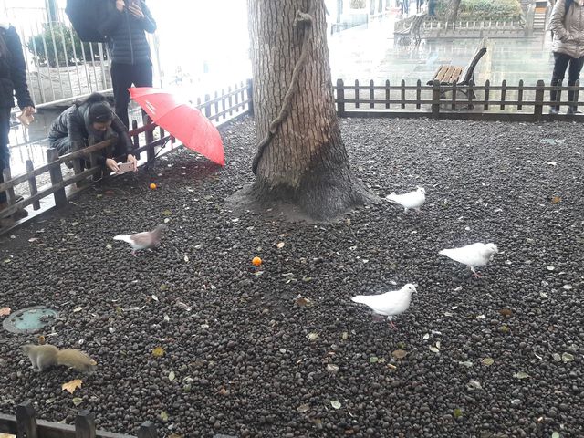 西湖雨曚曨 
