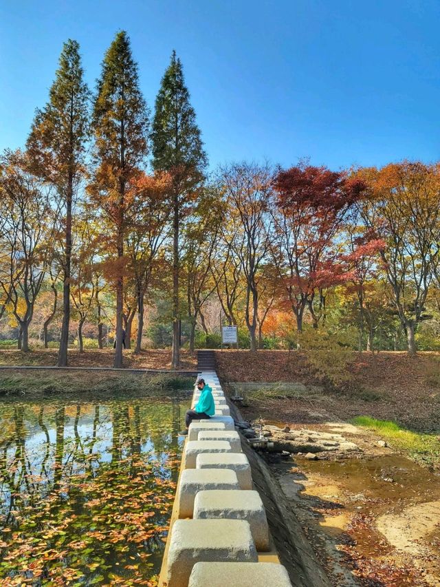 4년만에 다시 개방된 산림환경연구원🌳!!!경주 외나무다리 포토존