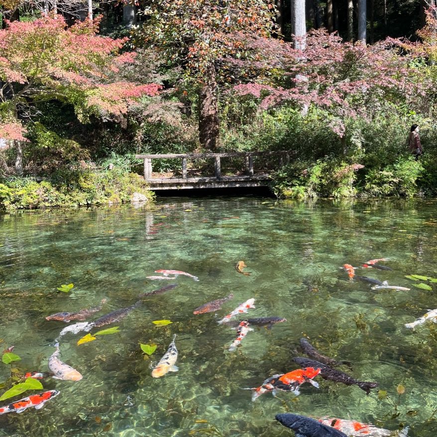 Monet's Pond 🐠