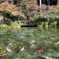 モネの池🐠