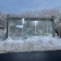 겨울왕국 제주, 한라산 1100고지❄️