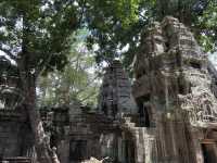 Ta Prohm Temple - Where trees have dominated