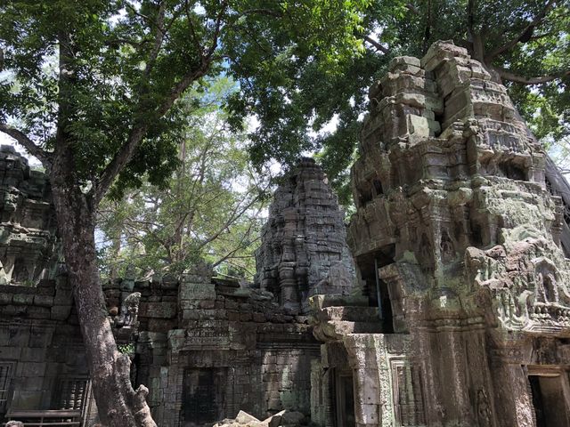Ta Prohm Temple - Where trees have dominated