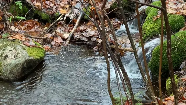 Tranquility walk in the Algonquin’s forest 