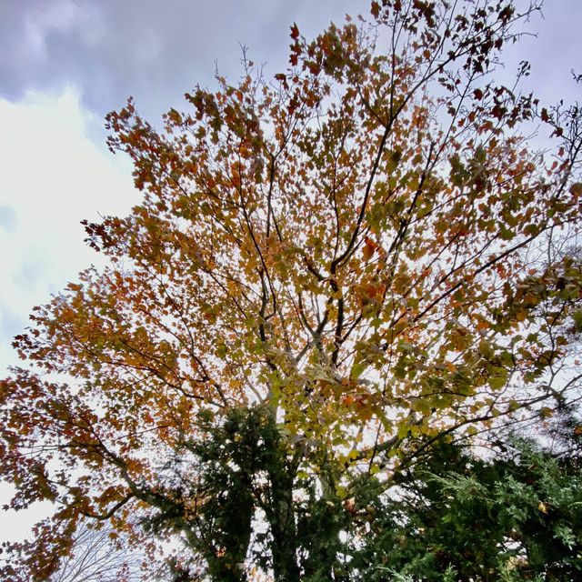 Autumn Hues in Taunus 🥰
