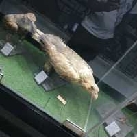 Amazing zooalogical museum 