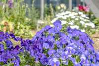 横浜エアーキャビンの横にあった花壇