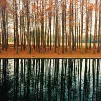 Amazing Gongqing Natural Forest Park 