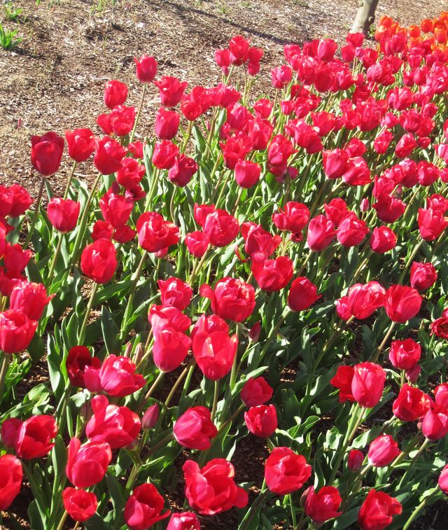 Colorful Tulip Garden and Zoo