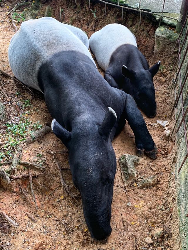 A day trip to the surprising Malaysia Wildlife Park.