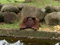 A day trip to the surprising Malaysia Wildlife Park.