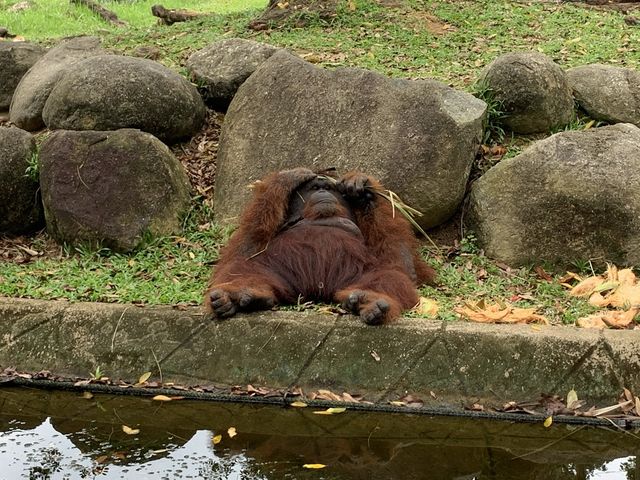 A day trip to the surprising Malaysia Wildlife Park.