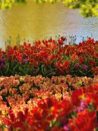 Holland Keukenhof Tulip Garden