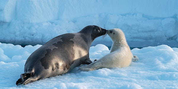 Arctic: Our Frozen Planet | Market Hall