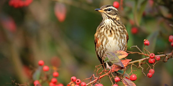 Birds and a Brew, Autumn Migration - Nature Discovery Centre, Wednesday 24 September | Nature Discovery Centre