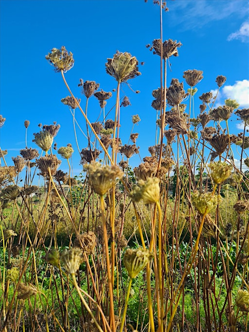 Introduction to Seed Saving (one-day workshop) | Lauriston Agroecology Farm