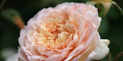 Fragrant Roses – Choosing the roses for your garden with Julia & Jacky | Preston Bissett Nurseries and Country Shop