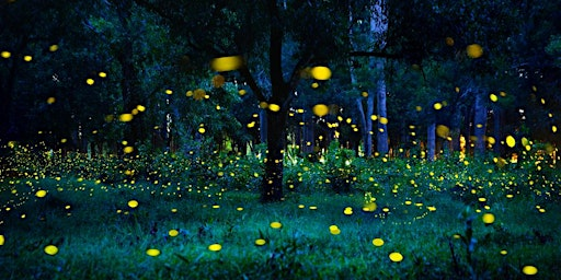 Firefly Walk | Rockefeller State Park Preserve