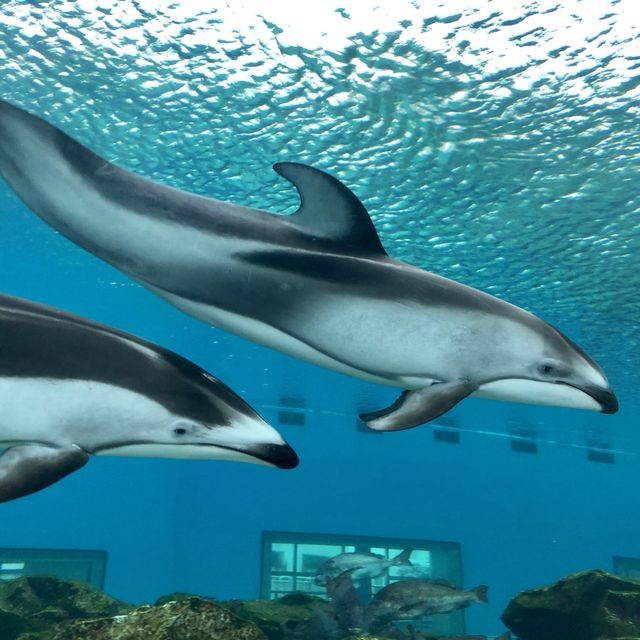 【石川】ジンベイザメにあえる「のとじま水族館」