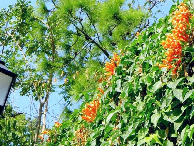 九龍城寨公園賞花好去處