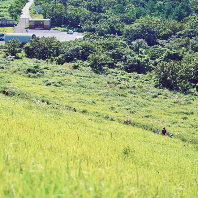 ⛰️ 초록빛의 오름산책을 더위가 막을 순 없지, 새별오름