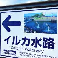 【鹿児島】水路でイルカを無料で見学できる