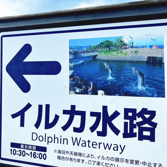 【鹿児島】水路でイルカを無料で見学できる