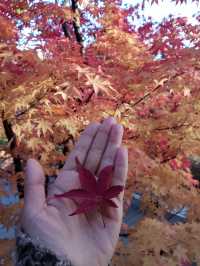 10월 핫플 여행지::화담숲🍁