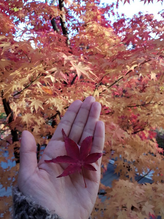 10월 핫플 여행지::화담숲🍁