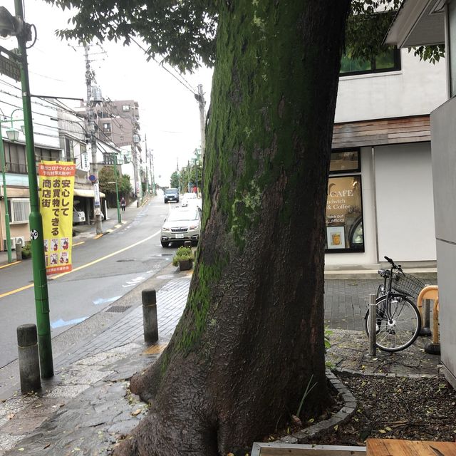 【等々力渓谷】