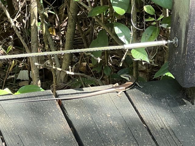 暢遊😎「馬灣公園」🌴🦎🐌🕷☘️