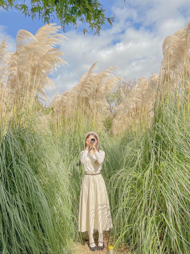 3m 팜파스 보러 태안 청산수목원 가기🌾🌾