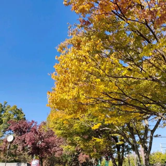 【大阪 森ノ宮】大阪城公園は紅葉スポット🍁