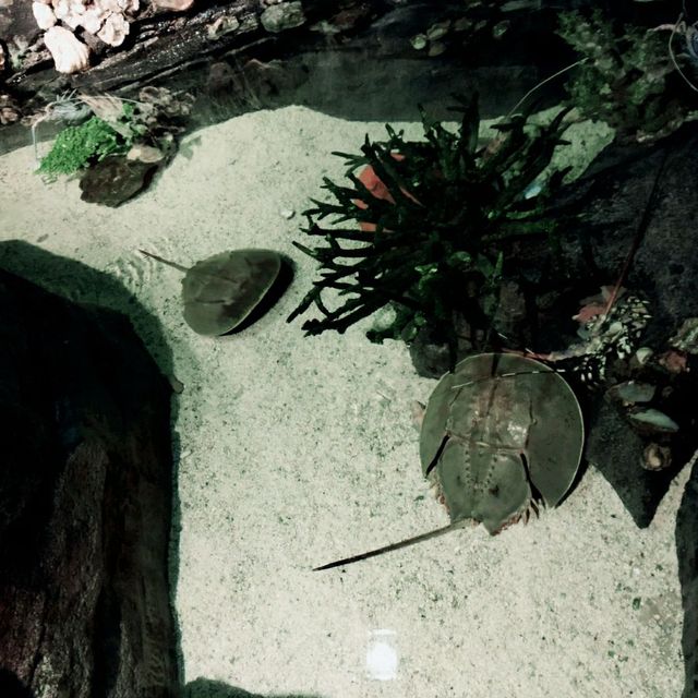 AQUARIA KLCC is such a cool place 🐠🐟🐢