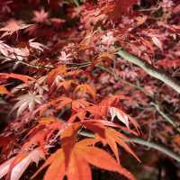 【もみじの永観堂】オススメ紅葉スポット