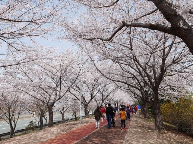 📍南韓釜山。三樂櫻花隧道 삼락생태공원 。