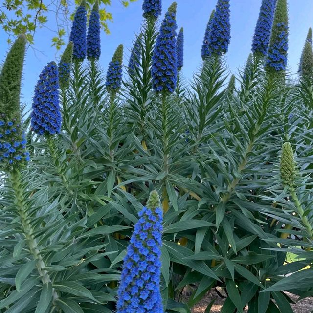 Royal Botanic Garden Sydney
