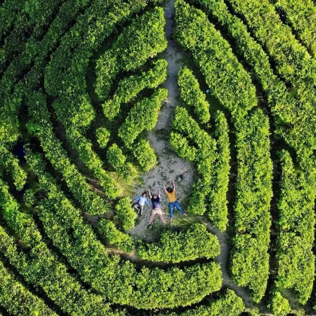 Kebun Teh Sidamanik