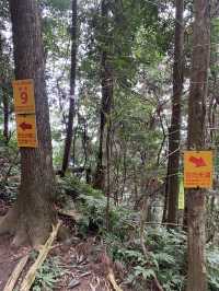 苗栗向天湖部落｜向天湖山+光高天山爬山之旅