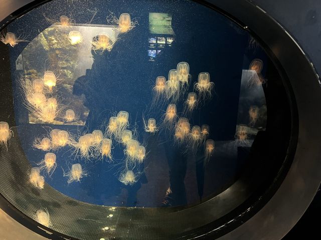 【山口】海響館で関門海峡のお魚見学④