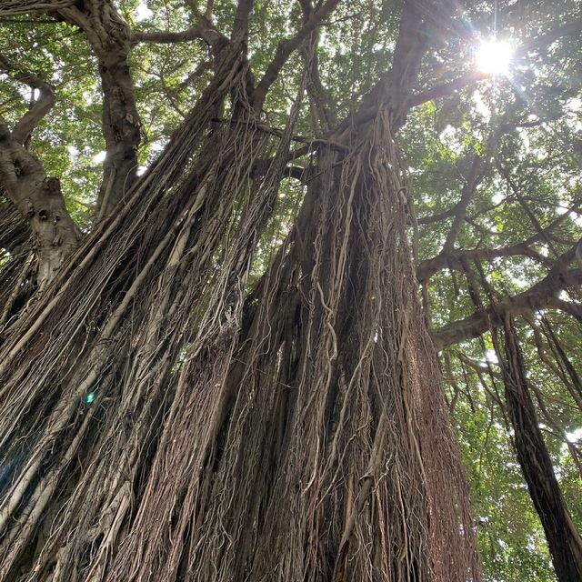 台中文學館 🖌 有著巨大的老榕樹🌳