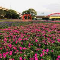 Guting Basketball Courts🚴🏻‍♂️🚴🏻‍♀️古亭河濱公園花海🌸🌼