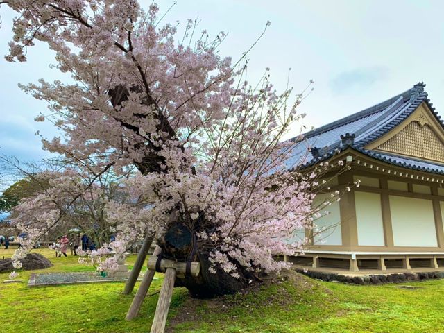 京都　SAKURA  桜めぐり❗️醍醐寺の霊宝館あたりの桜に感動❗️