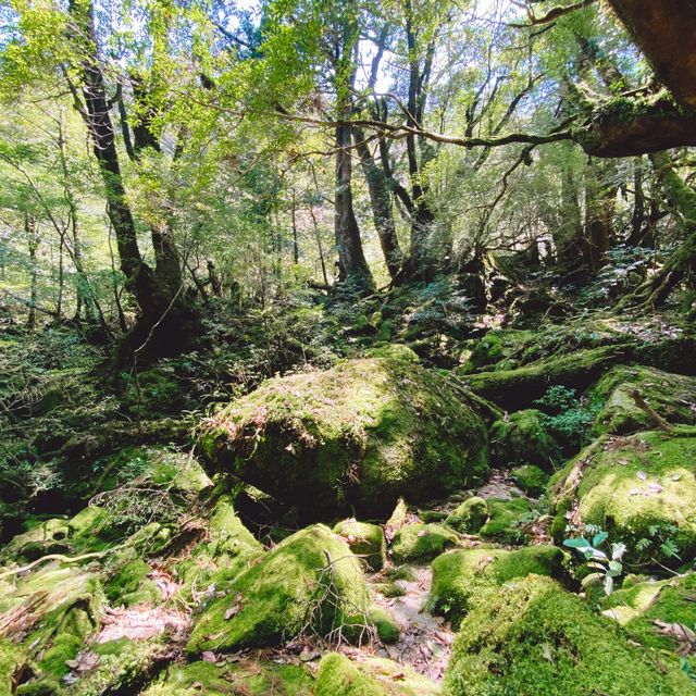 【屋久島】苔むす森
