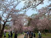 札幌　SAKURA 桜めぐり❗️北海道神宮の桜＆梅に感動❗️