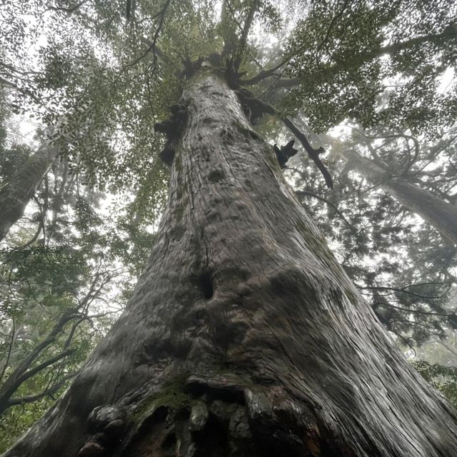 屋久島にある縄文杉は圧倒的な大きさ！😲